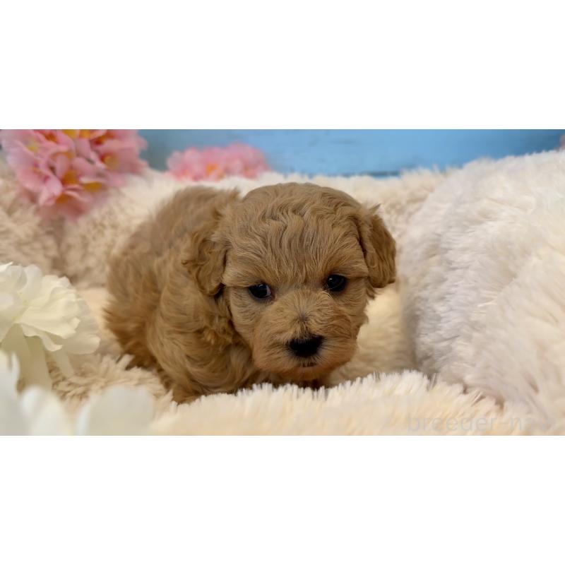 販売中の埼玉県のマルプー:マルチーズ×トイプードル-453237の2枚目