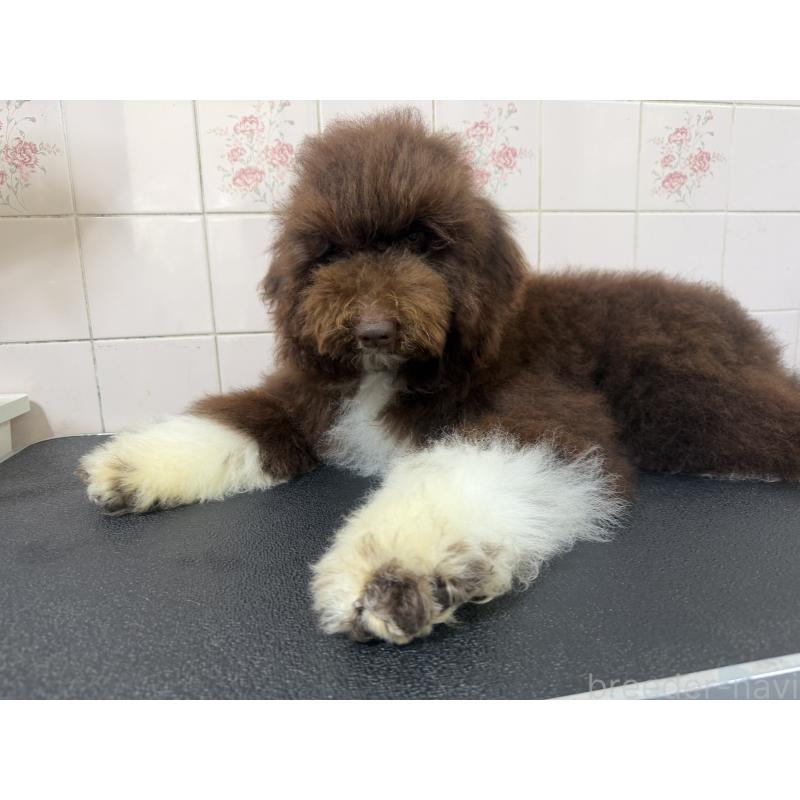 販売中の千葉県のスタンダードプードル-413057の3枚目