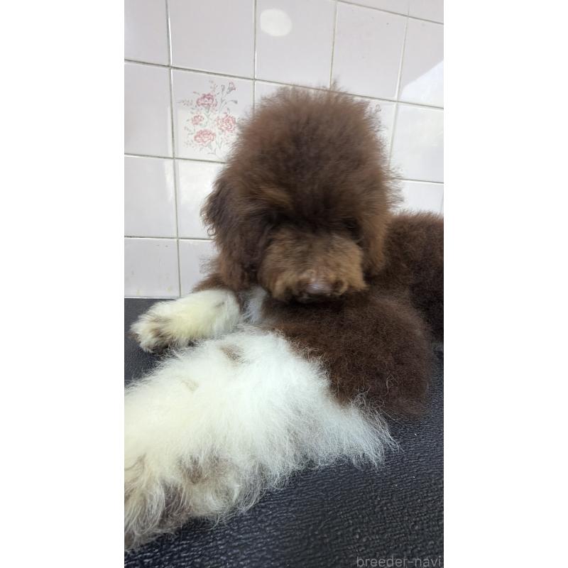 販売中の千葉県のスタンダードプードル-413057の2枚目