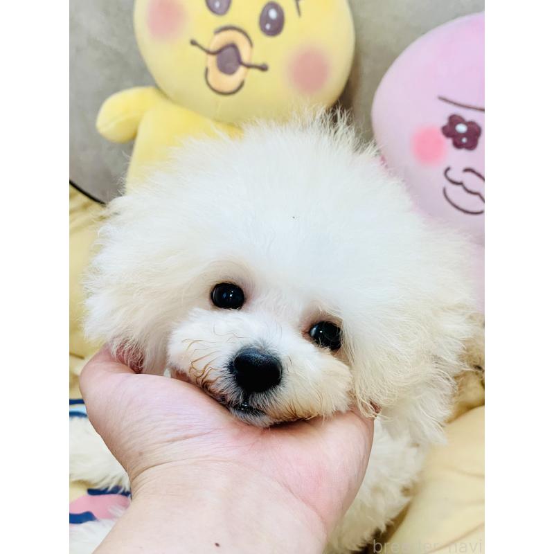 販売中の宮城県のミックス犬-435808