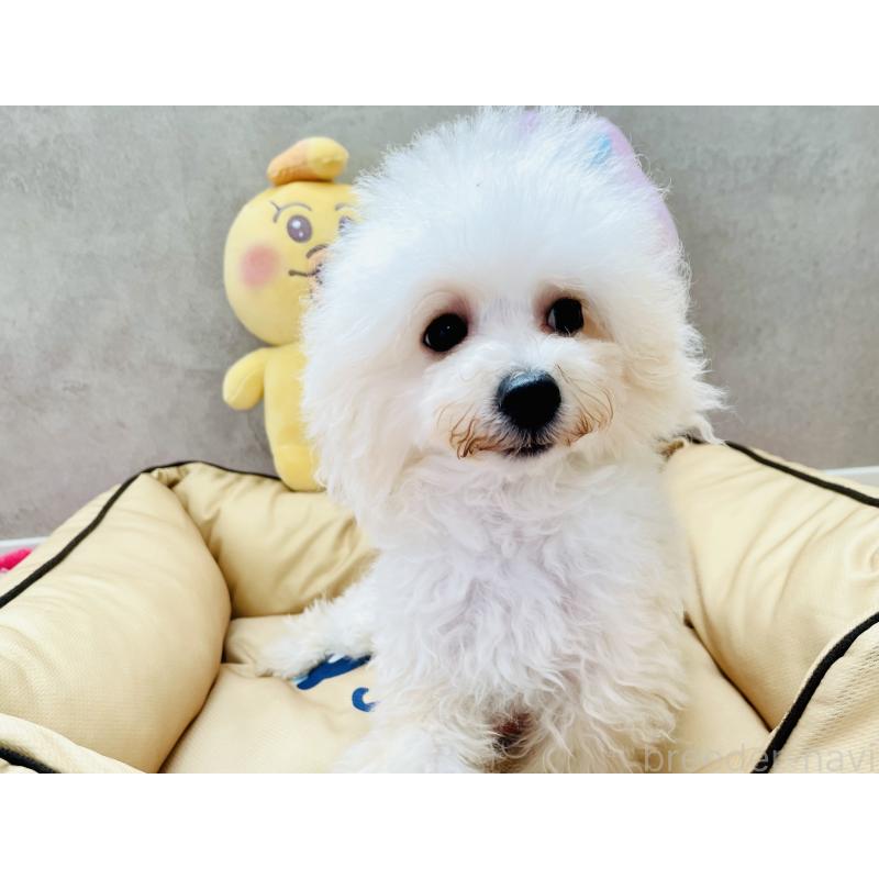 販売中の宮城県のミックス犬-435808の5枚目