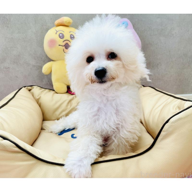 販売中の宮城県のミックス犬-435808の4枚目