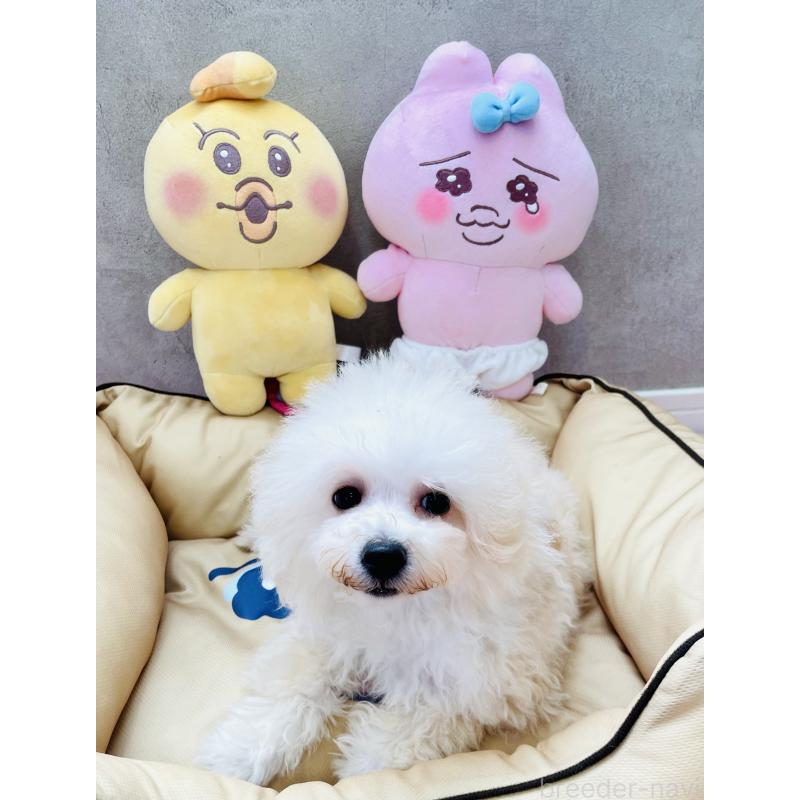 販売中の宮城県のミックス犬-435808の3枚目