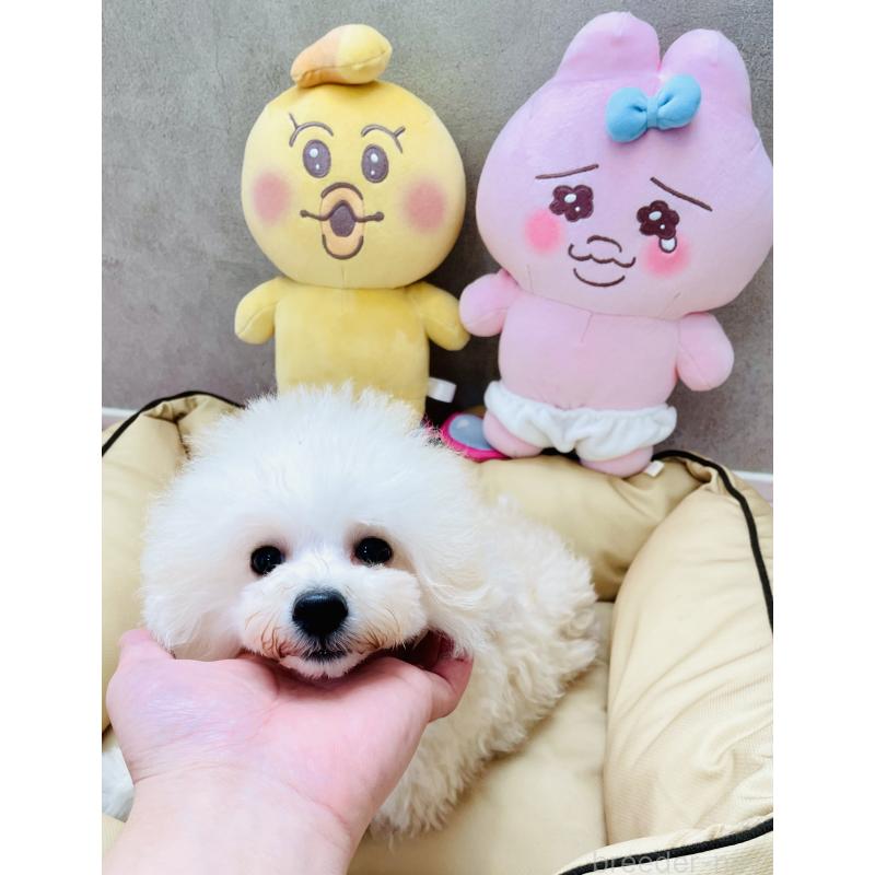 販売中の宮城県のミックス犬-435808の2枚目