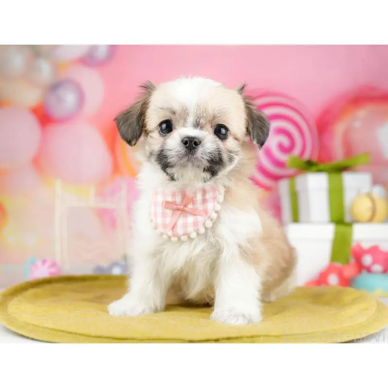 販売中の神奈川県のチワズー:チワワ×シーズー-453239の15枚目