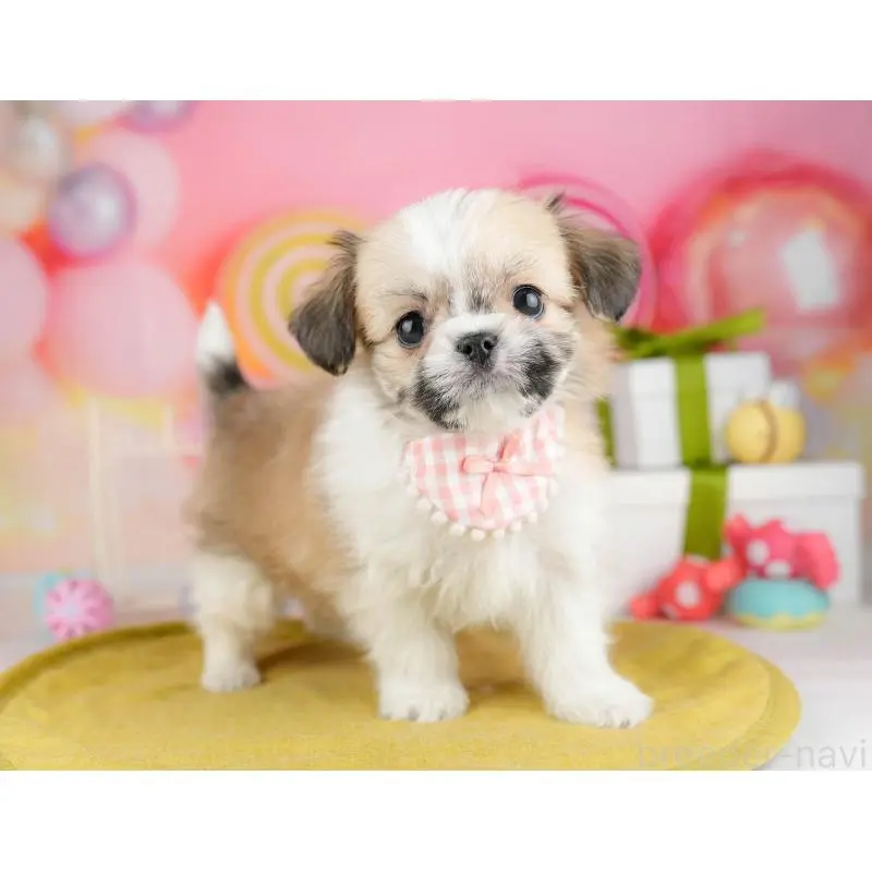 販売中の神奈川県のチワズー:チワワ×シーズー-453239の14枚目