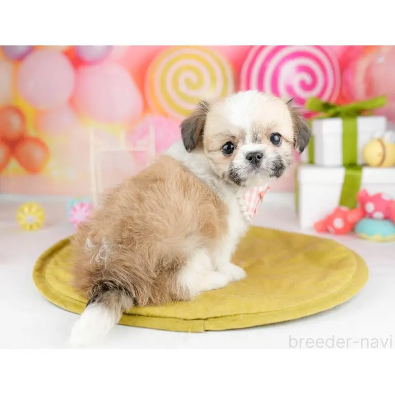 販売中の神奈川県のチワズー:チワワ×シーズー-453239の13枚目