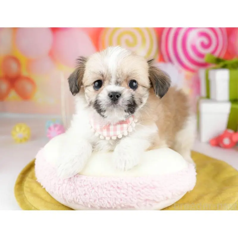 販売中の神奈川県のチワズー:チワワ×シーズー-453239の12枚目