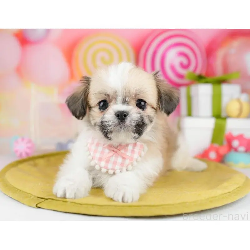 販売中の神奈川県のチワズー:チワワ×シーズー-453239の11枚目