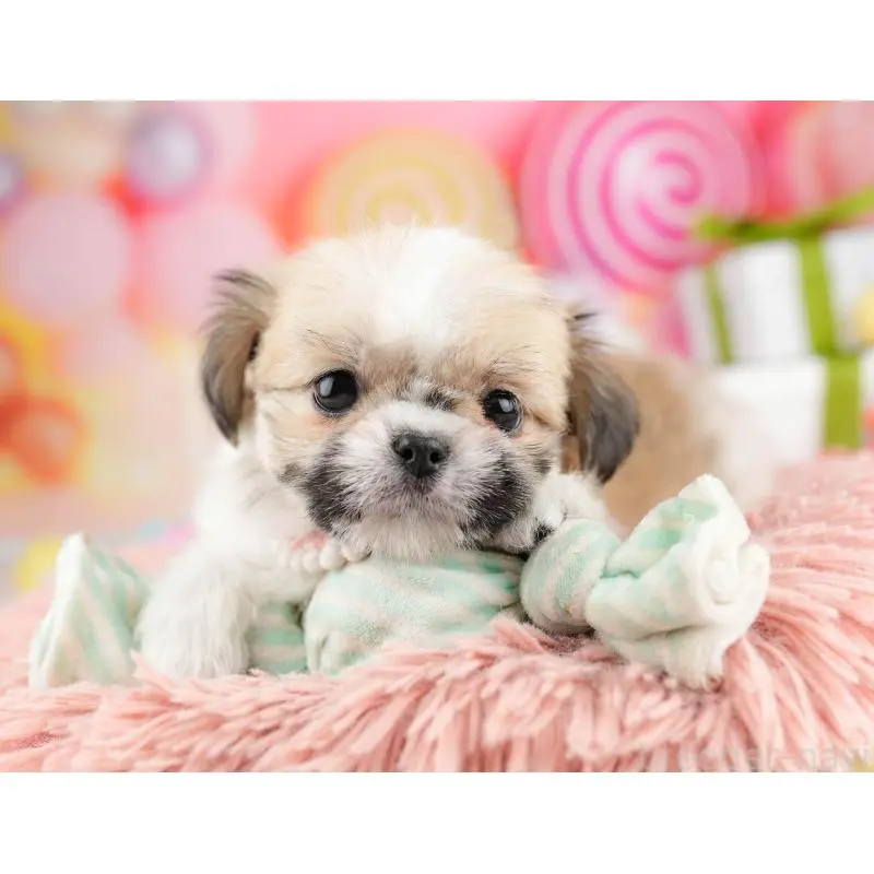 販売中の神奈川県のチワズー:チワワ×シーズー-453239の10枚目