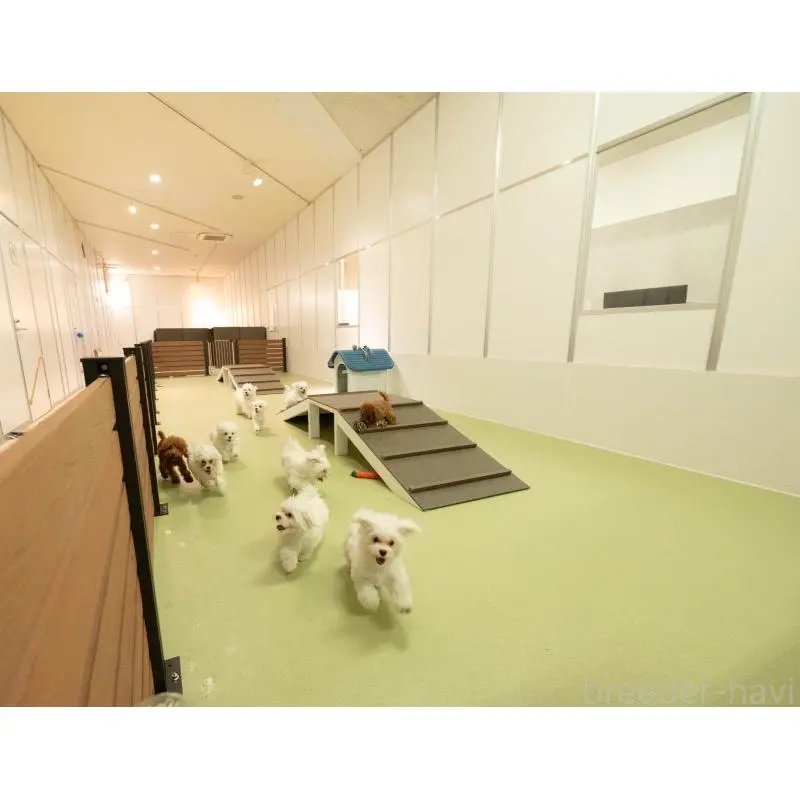 販売中の埼玉県のミックス犬-453241の2枚目