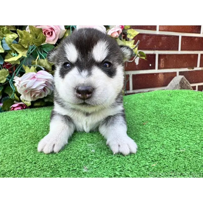 販売中の茨城県のシベリアンハスキー-453250の4枚目