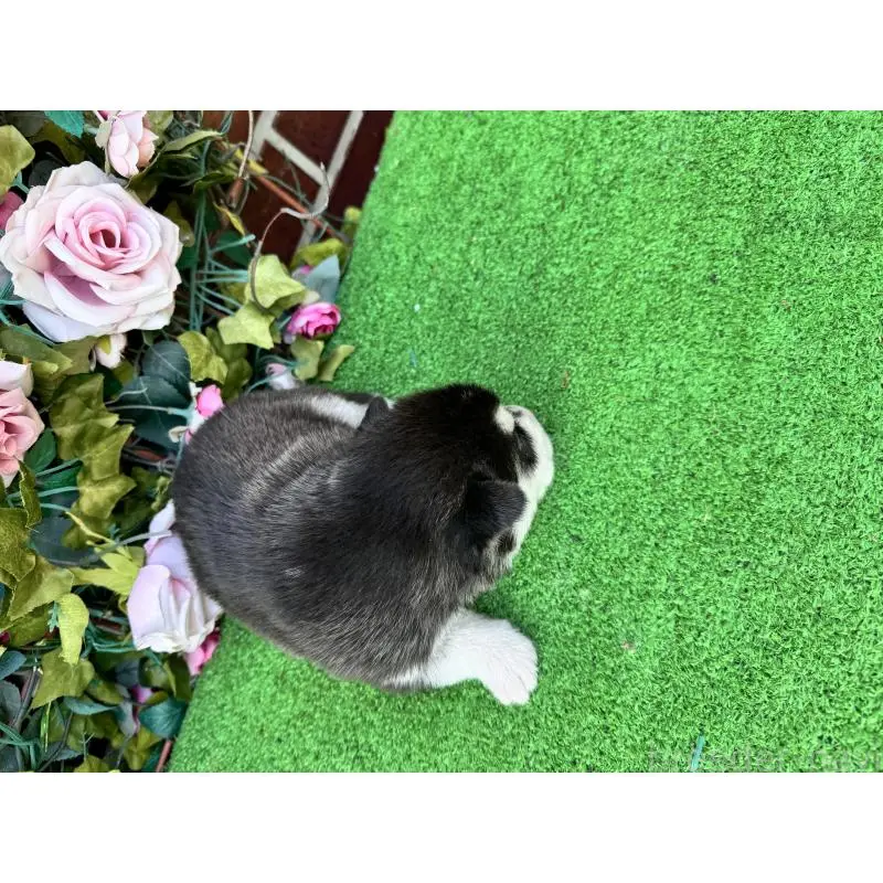 販売中の茨城県のシベリアンハスキー-453250の3枚目