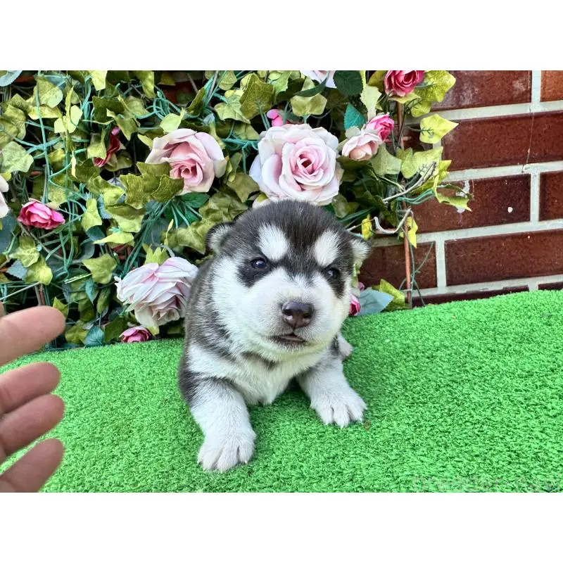 販売中の茨城県のシベリアンハスキー-453250の2枚目