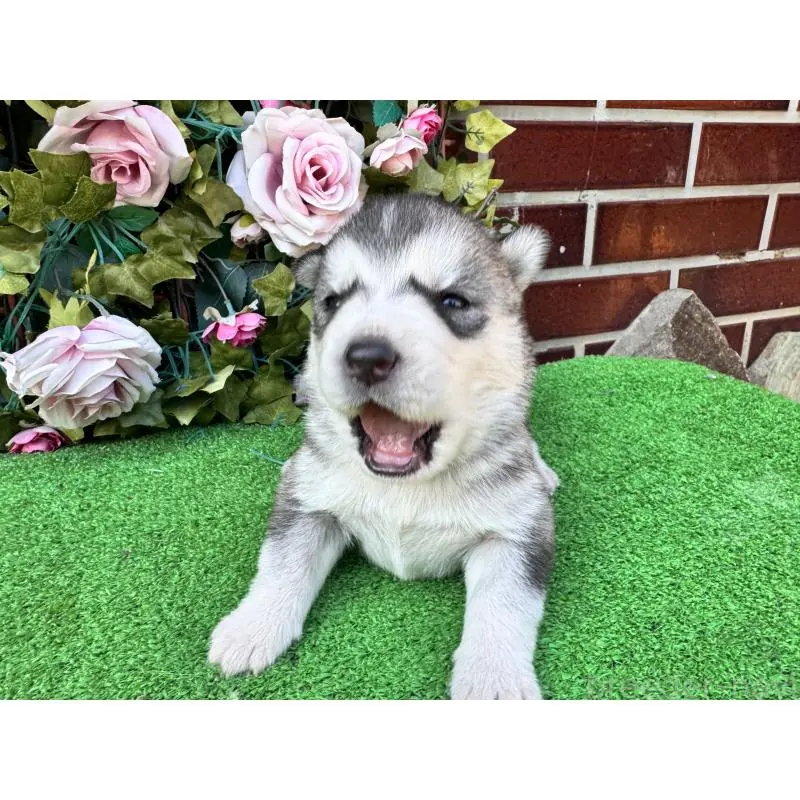 販売中の茨城県のシベリアンハスキー-453251の4枚目