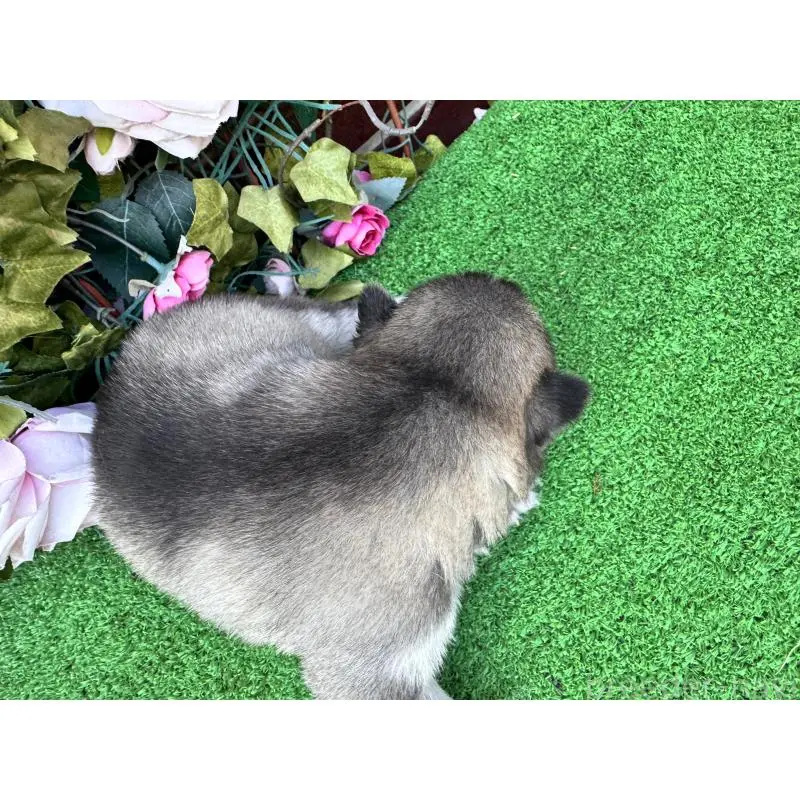 販売中の茨城県のシベリアンハスキー-453251の3枚目