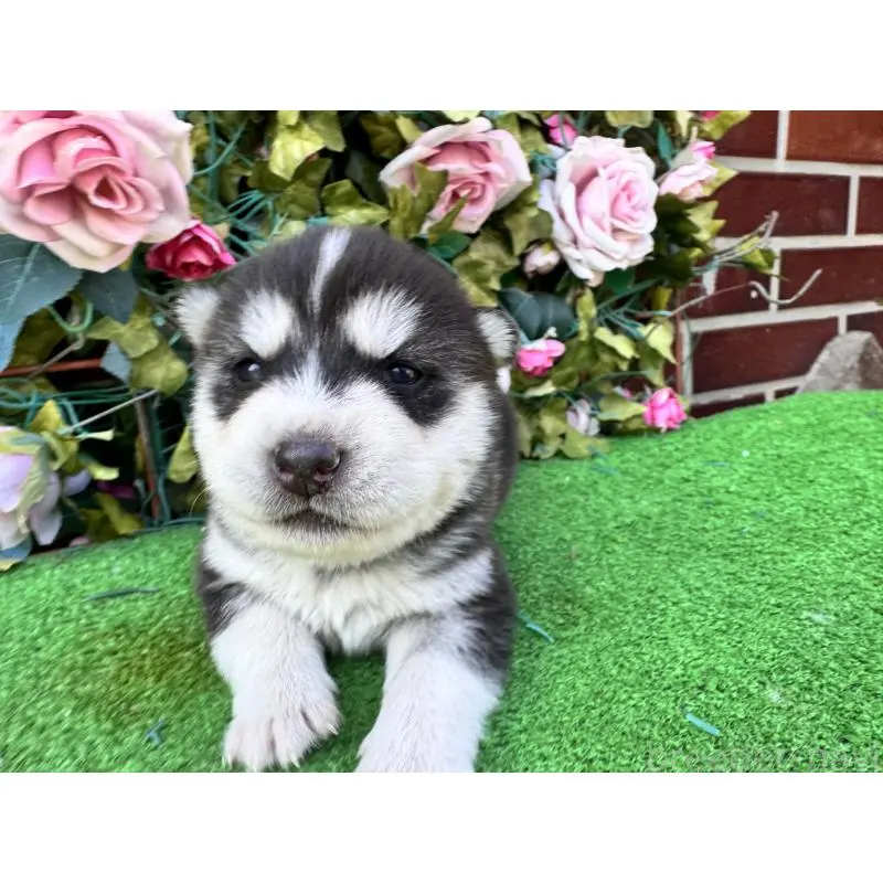 販売中の茨城県のシベリアンハスキー-453252の5枚目