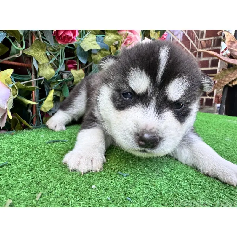 販売中の茨城県のシベリアンハスキー-453252の3枚目