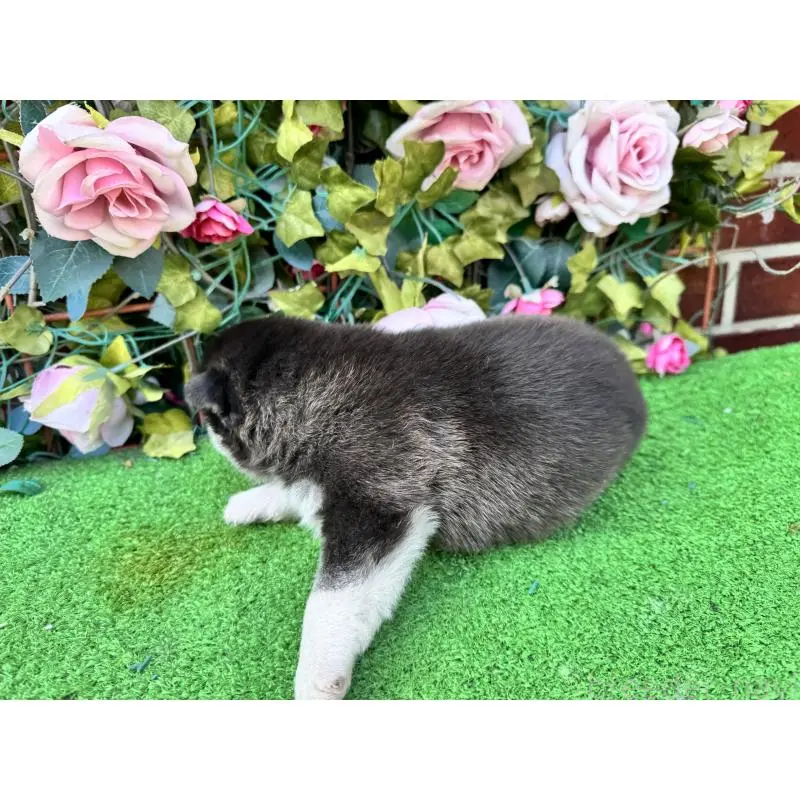 販売中の茨城県のシベリアンハスキー-453252の2枚目