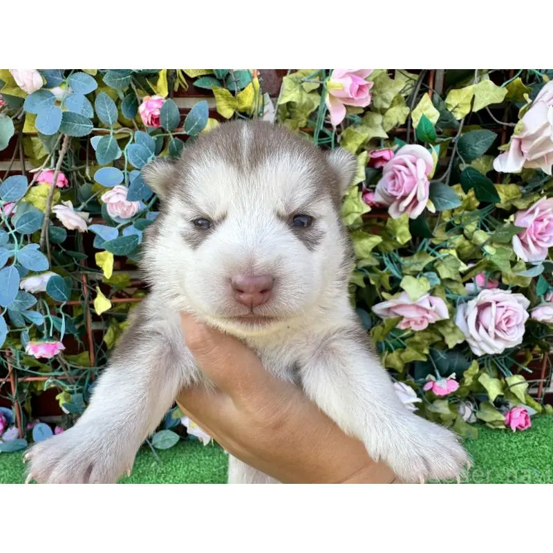 販売中の茨城県のシベリアンハスキー-453254の6枚目