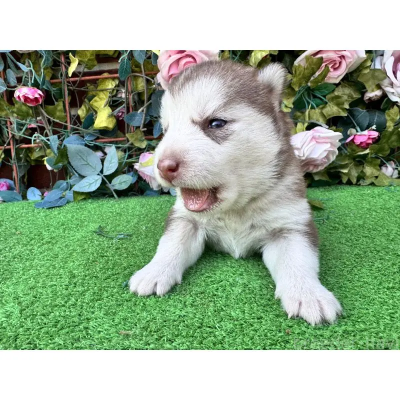 販売中の茨城県のシベリアンハスキー-453254の4枚目