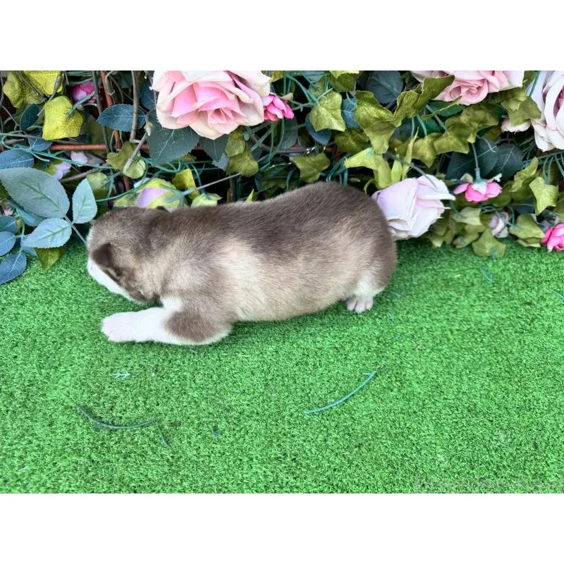 販売中の茨城県のシベリアンハスキー-453254の3枚目