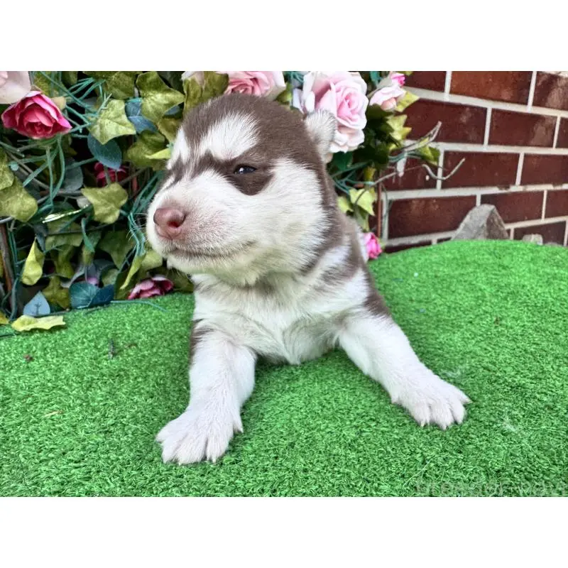 販売中の茨城県のシベリアンハスキー-453255の4枚目