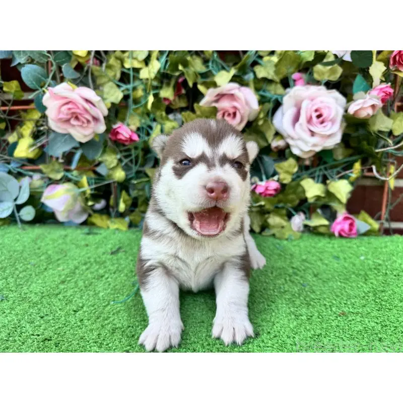 販売中の茨城県のシベリアンハスキー-453255の3枚目