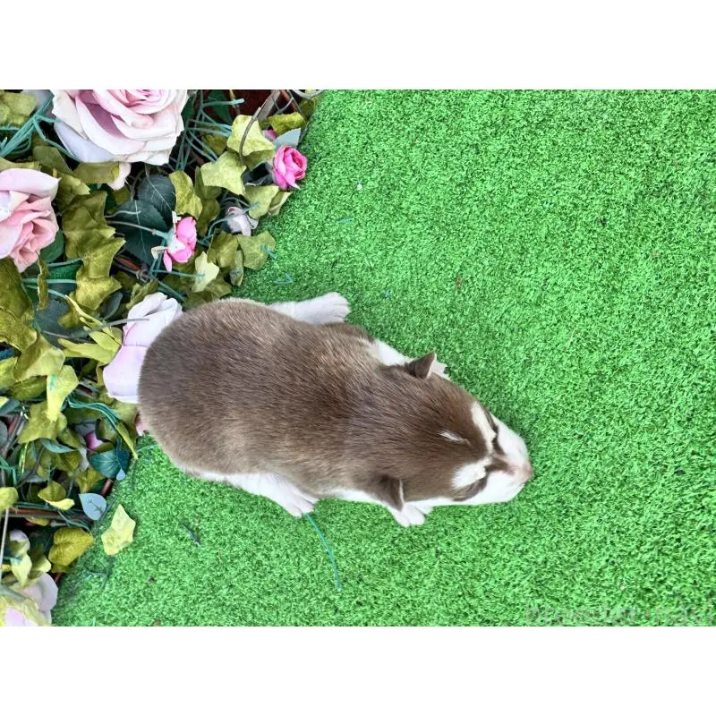 販売中の茨城県のシベリアンハスキー-453255の2枚目