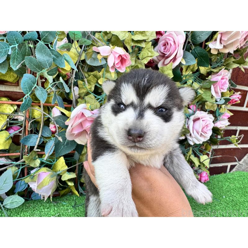 販売中の茨城県のシベリアンハスキー-453256の4枚目