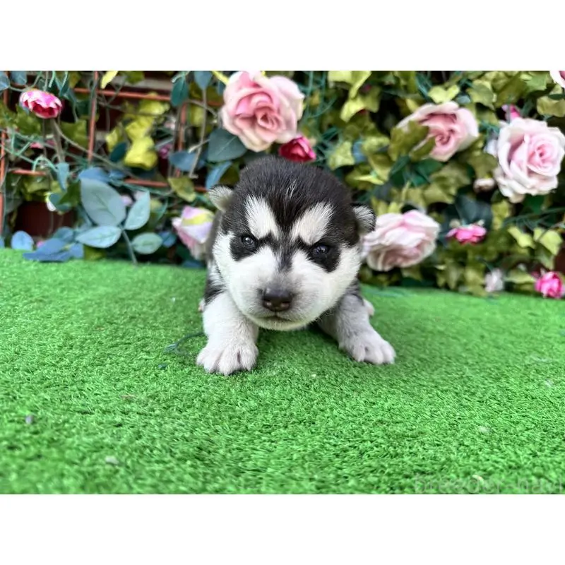 販売中の茨城県のシベリアンハスキー-453256の3枚目