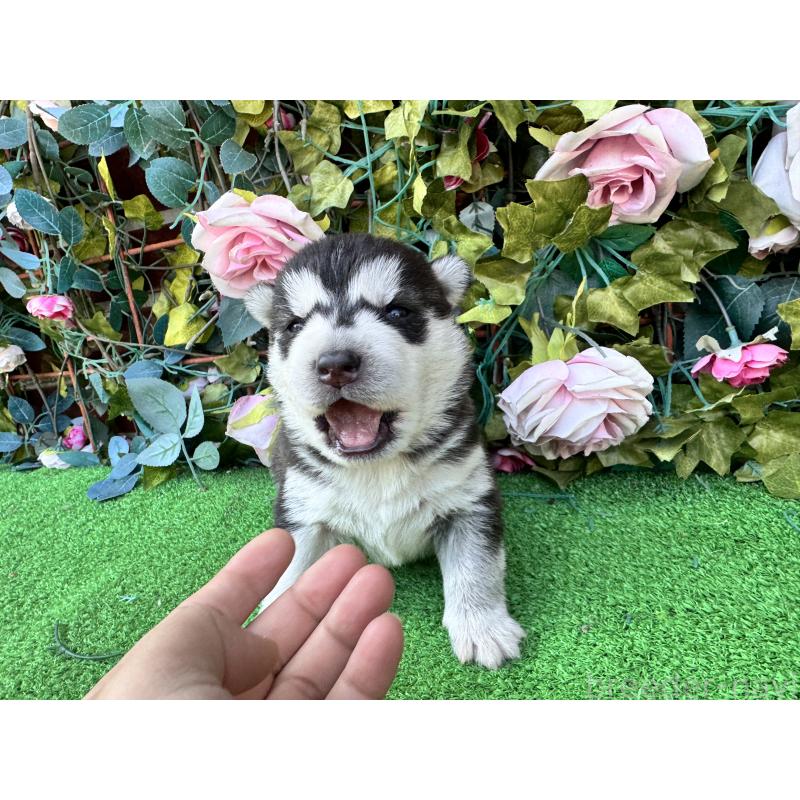 販売中の茨城県のシベリアンハスキー-453256の2枚目