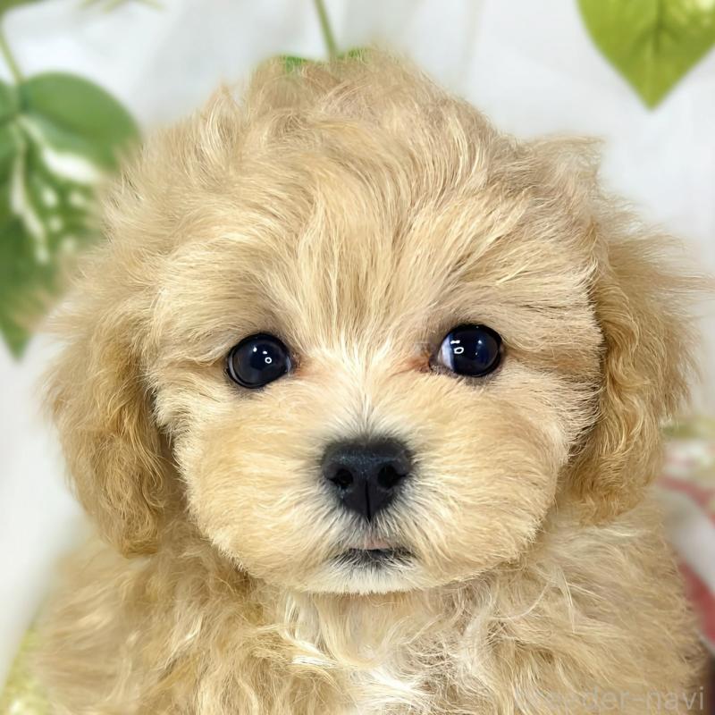 販売中の滋賀県のマルプー:マルチーズ×トイプードル-451891