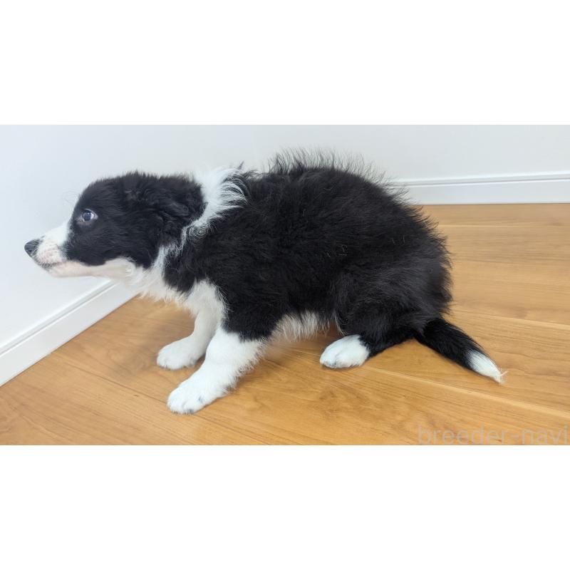販売中の岐阜県のボーダーコリー-443794の14枚目