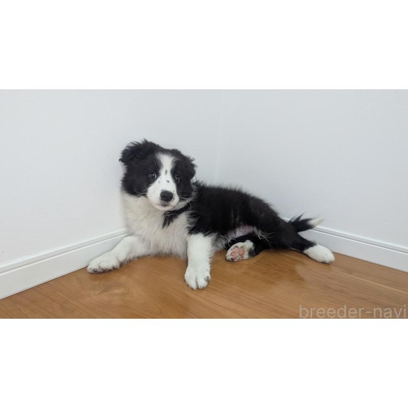 販売中の岐阜県のボーダーコリー-443794の11枚目