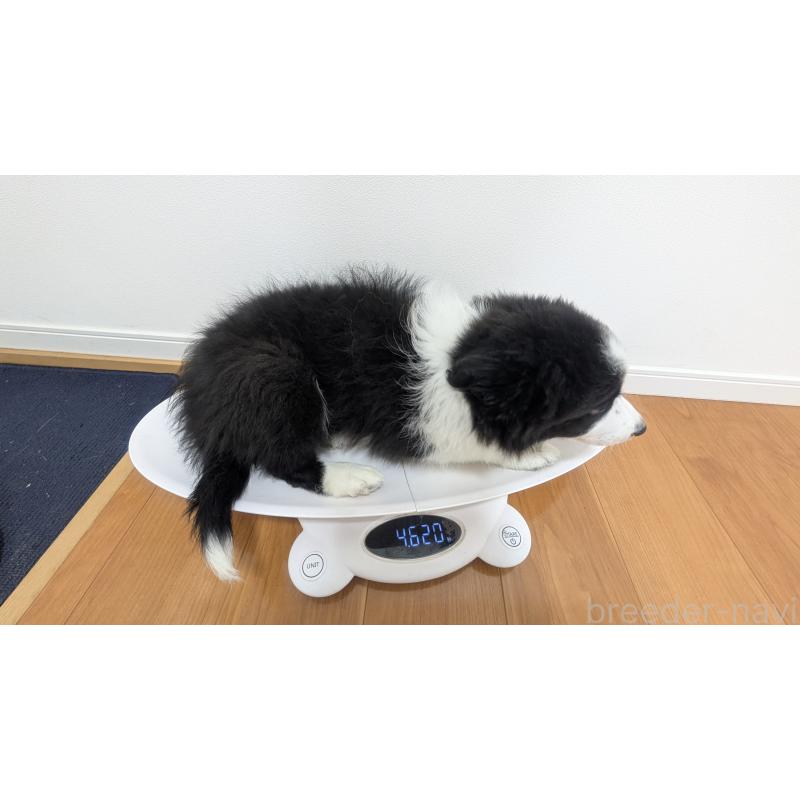 販売中の岐阜県のボーダーコリー-443794の10枚目