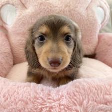 ♀︎ミニチュアダックスフンド(ロングヘアード)