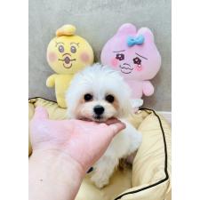 ♀︎チワプー:チワワ×トイプードル