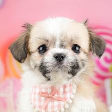 オンライン見学