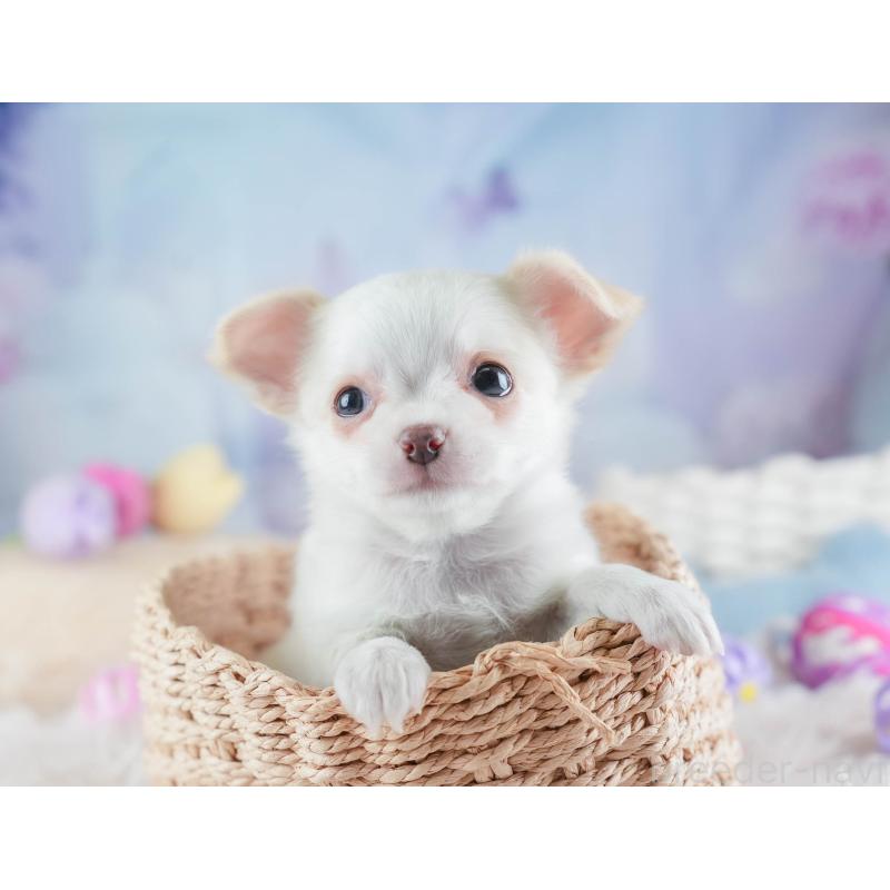 販売中の埼玉県のチワワ(ロングコート)-453265の4枚目