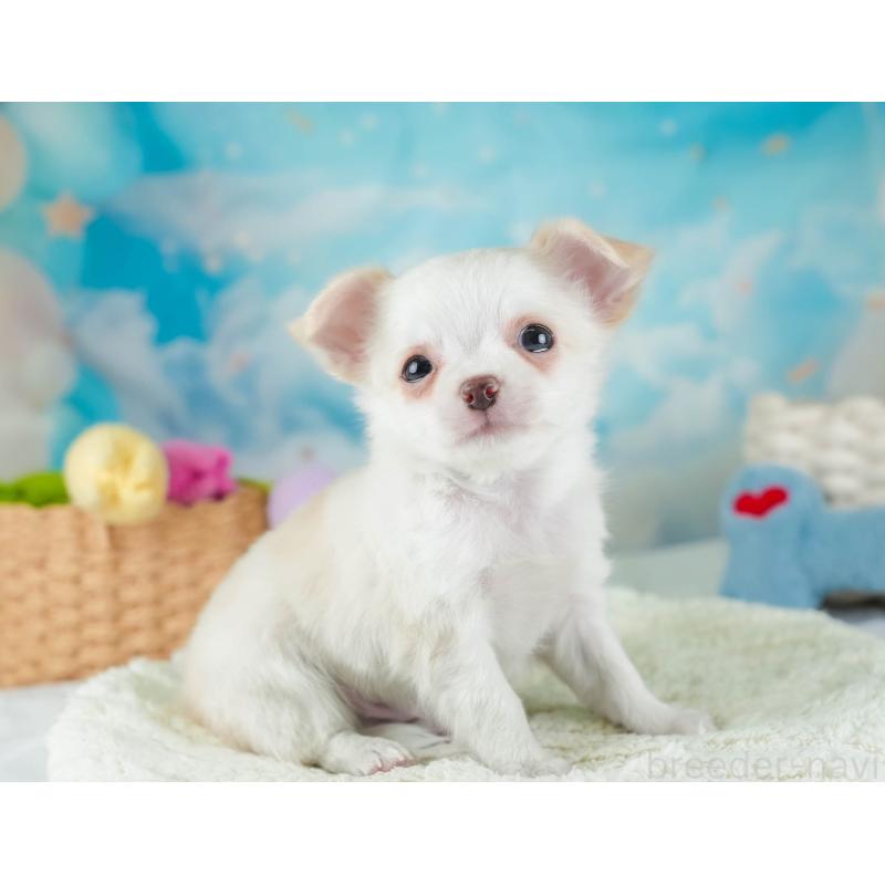 販売中の埼玉県のチワワ(ロングコート)-453265の3枚目