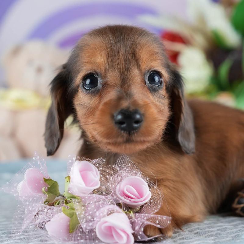 販売中の埼玉県のミニチュアダックスフンド(ロングヘアード)-453269の10枚目