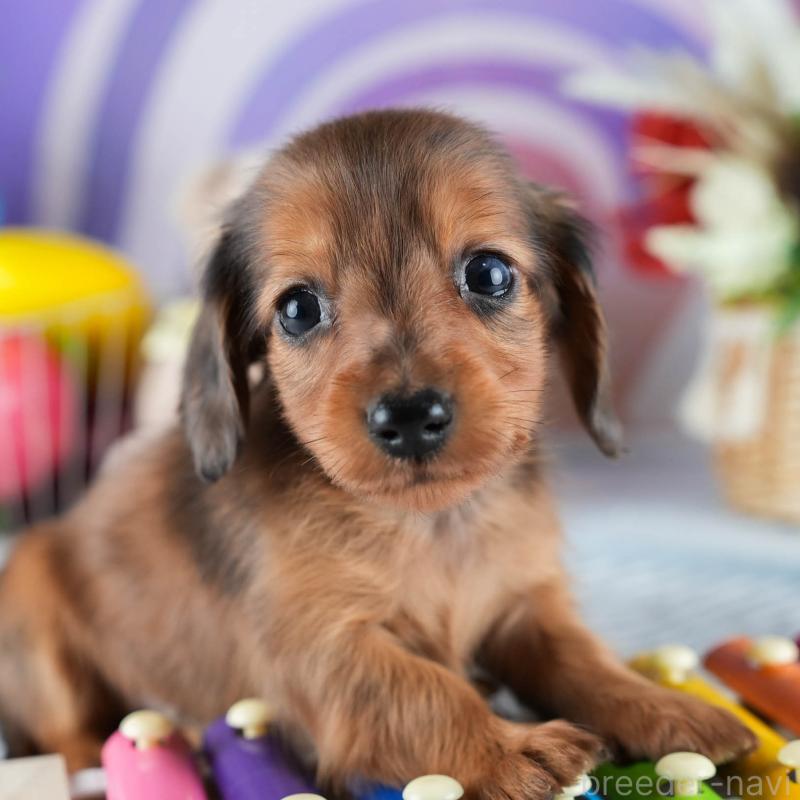 販売中の埼玉県のミニチュアダックスフンド(ロングヘアード)-453269の9枚目