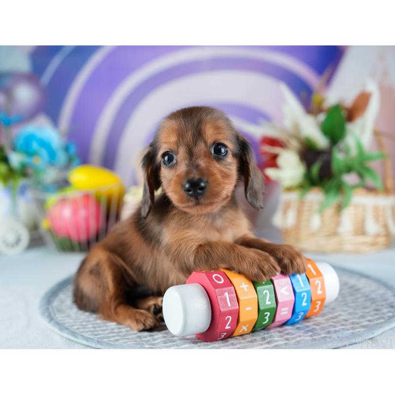 販売中の埼玉県のミニチュアダックスフンド(ロングヘアード)-453269の5枚目