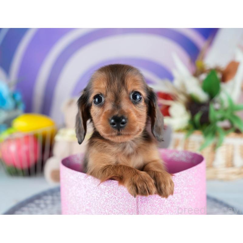 販売中の埼玉県のミニチュアダックスフンド(ロングヘアード)-453269の4枚目