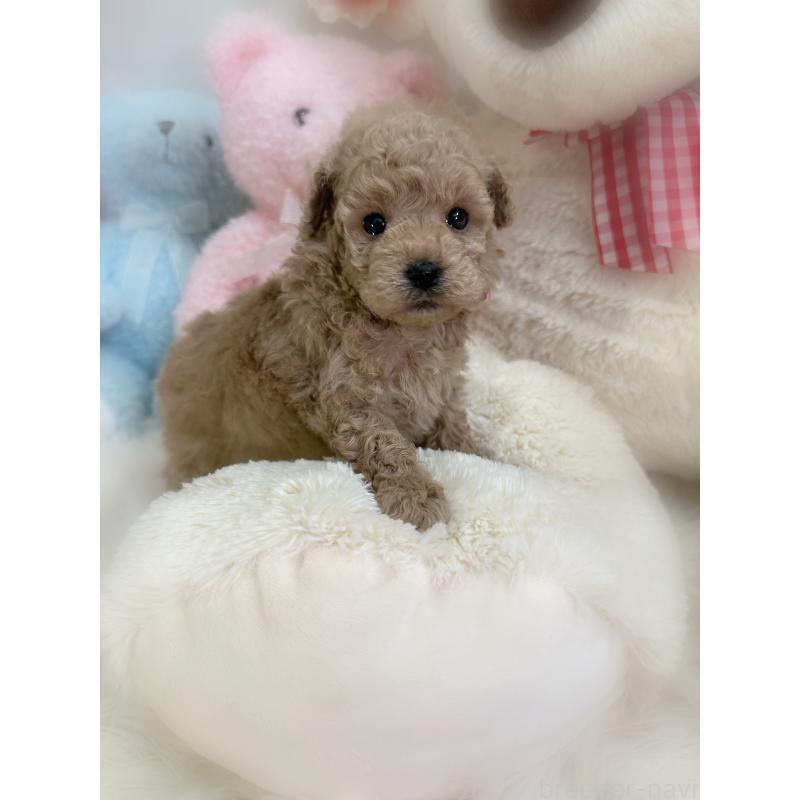 販売中の香川県のトイプードル-453272の5枚目