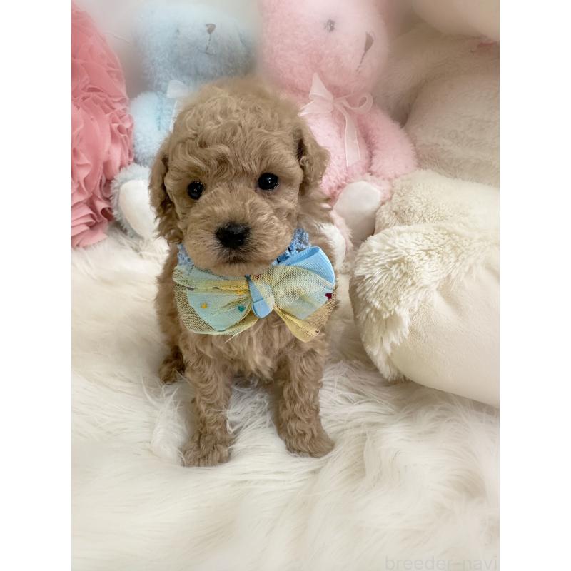 販売中の香川県のトイプードル-453272の4枚目