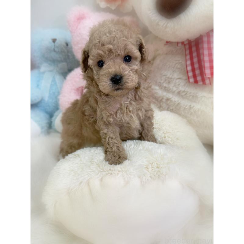 販売中の香川県のトイプードル-453272の3枚目