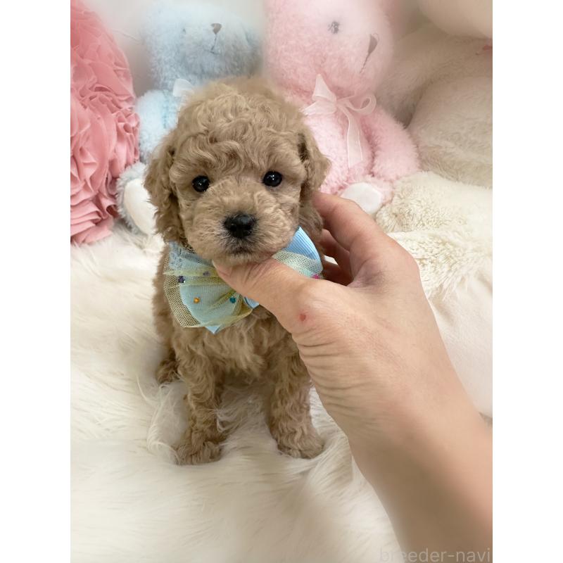 販売中の香川県のトイプードル-453272の2枚目