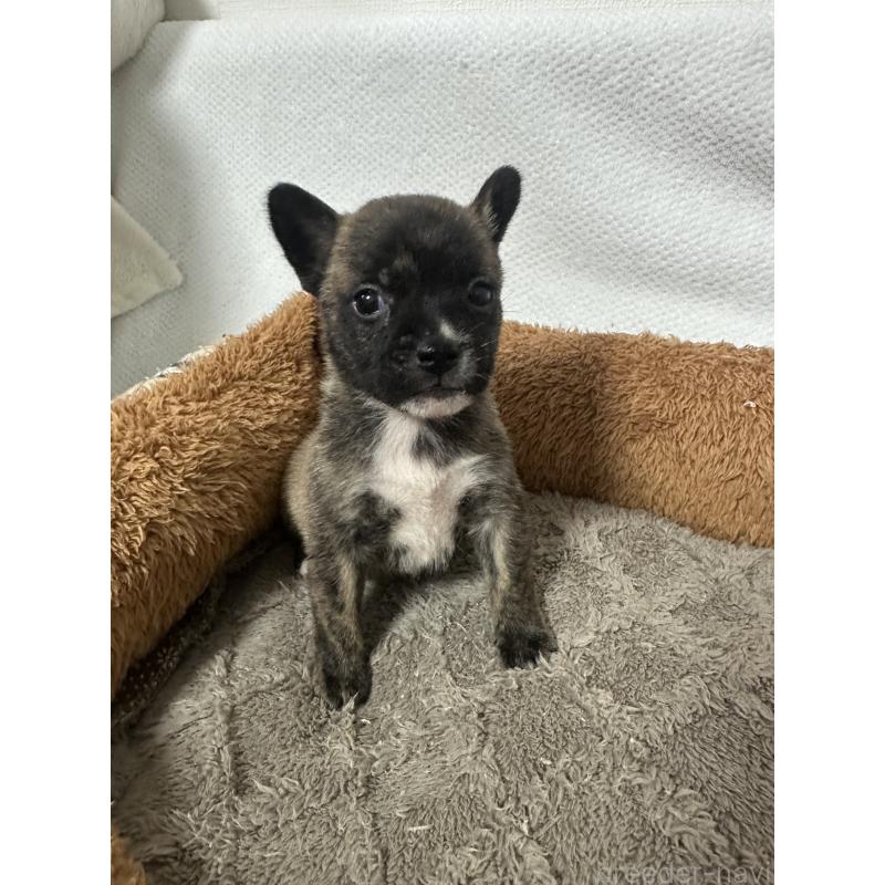 販売中の福岡県のミックス犬-453270の3枚目